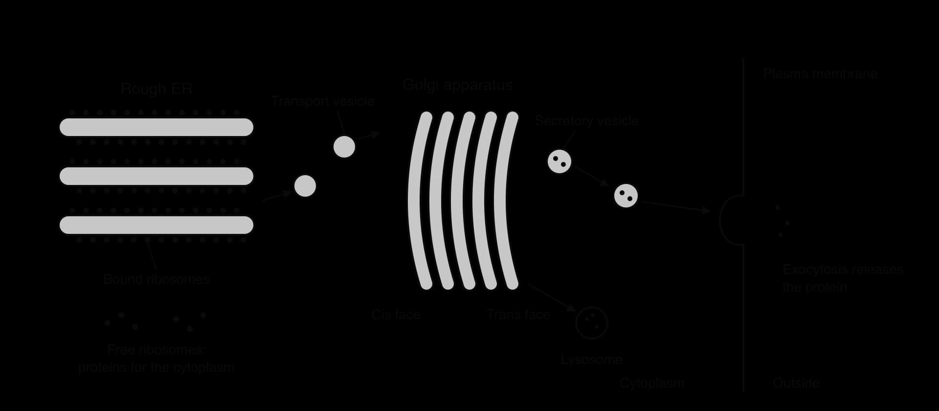 Pathway of a secreted protein: rough ER with bound ribosomes; free ribosomes in the cytoplasm; transport vesicles to the cis face of the Golgi apparatus; secretory vesicles from the trans face to the plasma membrane, where exocytosis releases the protein; a lysosome also buds from the trans face.