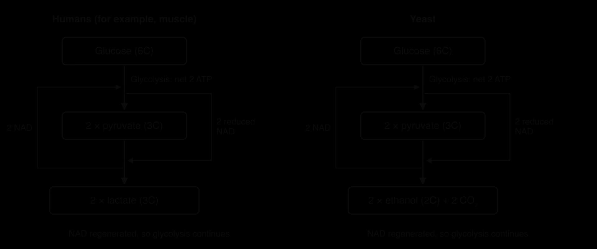 Two flowcharts side by side. Humans: glucose (6C) to 2 pyruvate (3C) by glycolysis, net 2 ATP, then to 2 lactate (3C). Yeast: glucose to 2 pyruvate, then to 2 ethanol (2C) + 2 CO₂. In both, a loop shows 2 reduced NAD from glycolysis used in the last step and 2 NAD returned to glycolysis.