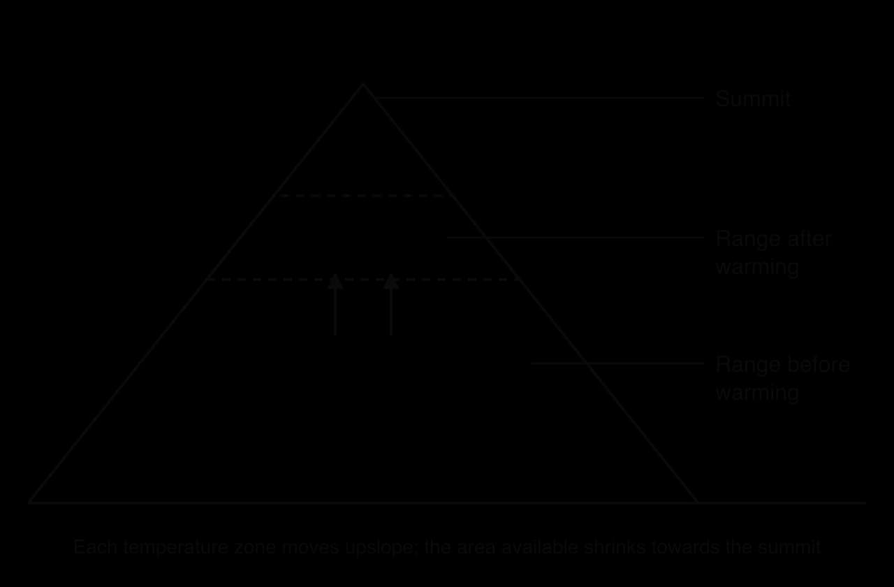 A mountain in outline. A shaded band on the lower slopes is labelled range before warming. A dashed band higher up, narrower, is labelled range after warming. Arrows point upwards from the lower band to the upper band. The summit is labelled.