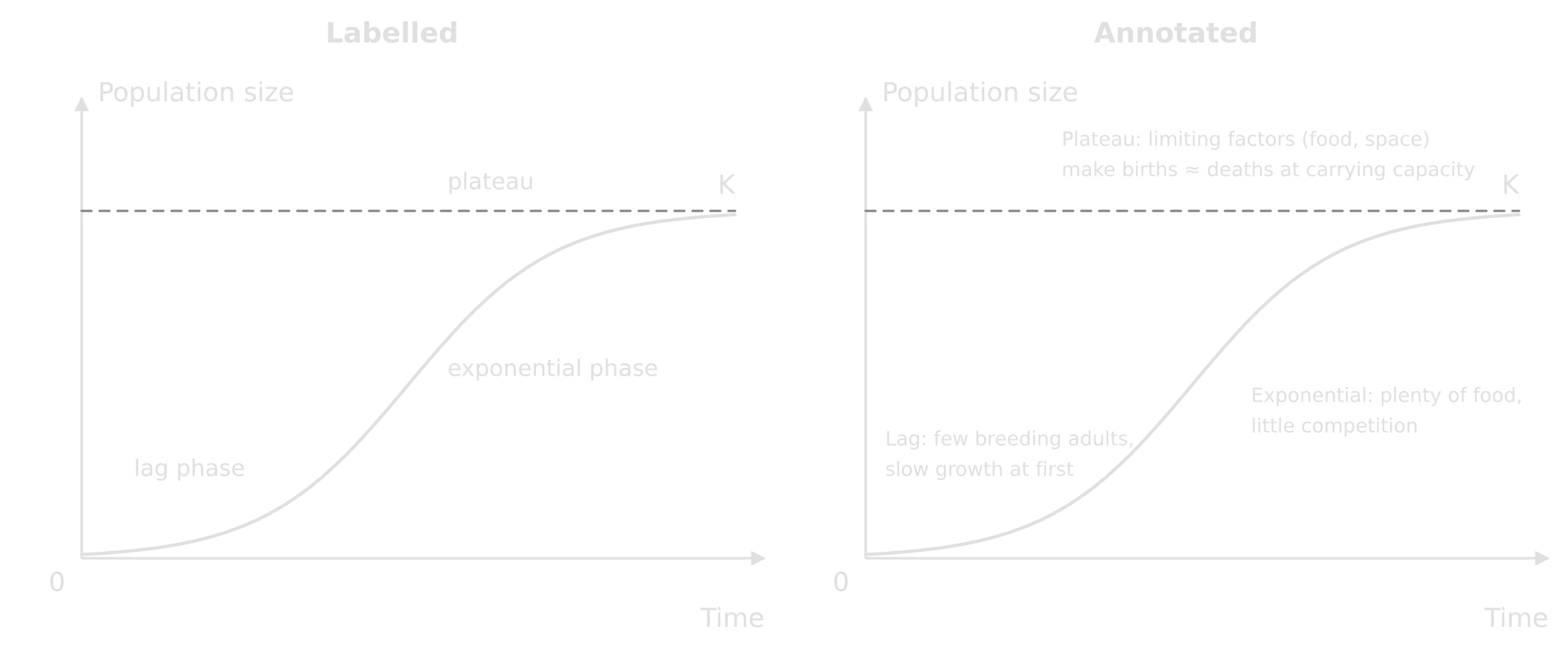 Two S-shaped population curves levelling at carrying capacity K. Left, labelled with names only: lag phase, exponential phase, plateau. Right, annotated with reasons: few breeding adults; plenty of food, little competition; limiting factors make births equal deaths.