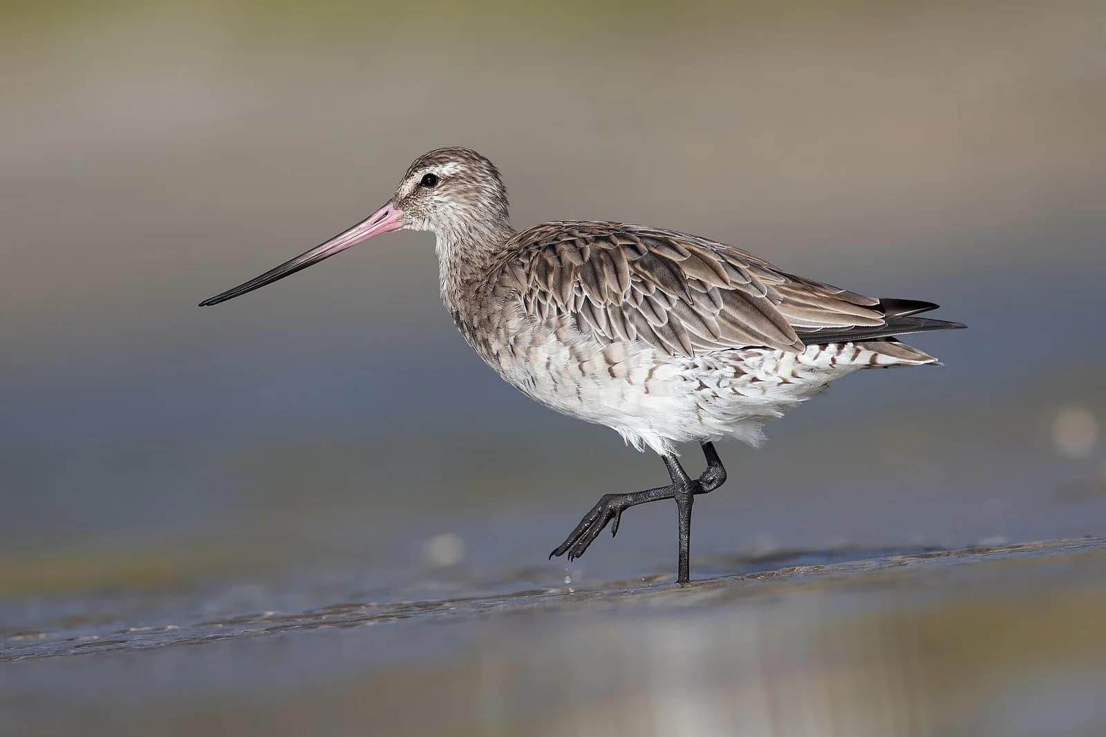A bar-tailed godwit, a long-legged brown-and-white wading bird with a long, slightly upturned bill, standing on wet mud at the edge of the water.