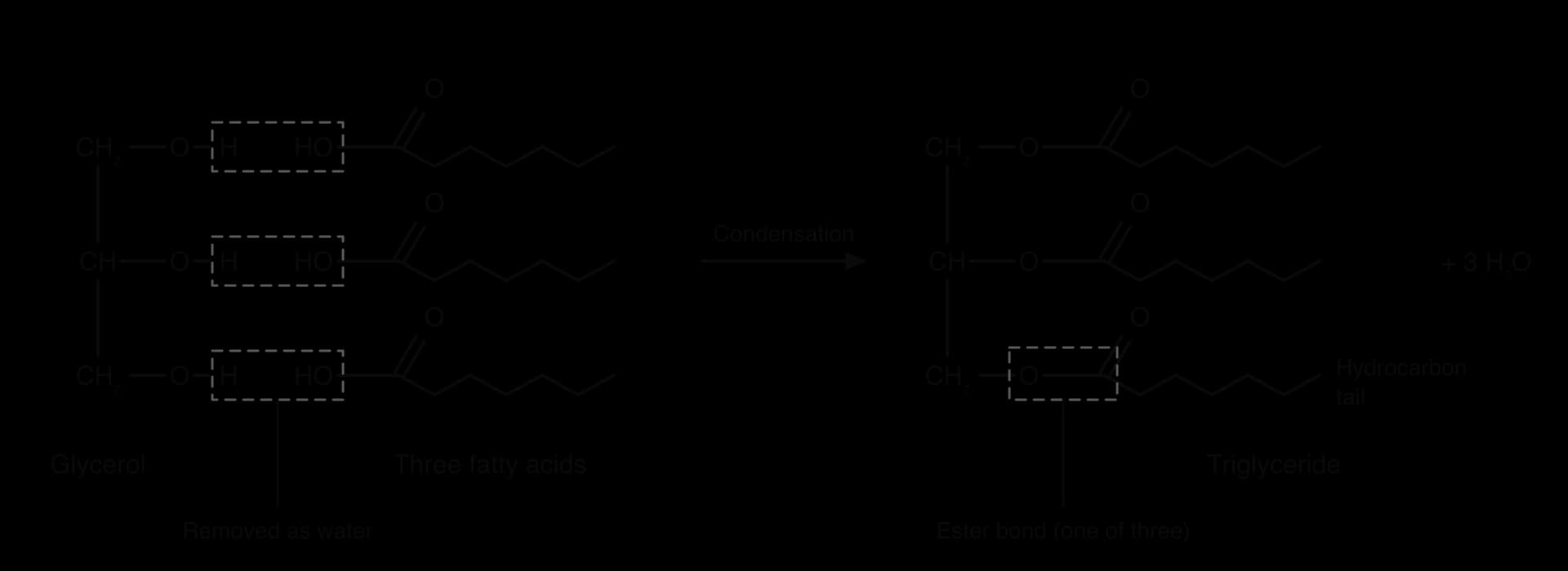 Glycerol (CH2, CH, CH2, each with O–H) beside three fatty acids (HO–C=O with a zigzag tail). Dashed boxes mark the H and HO removed as water. A Condensation arrow leads to a triglyceride with three ester bonds, one labelled, plus 3 H2O.