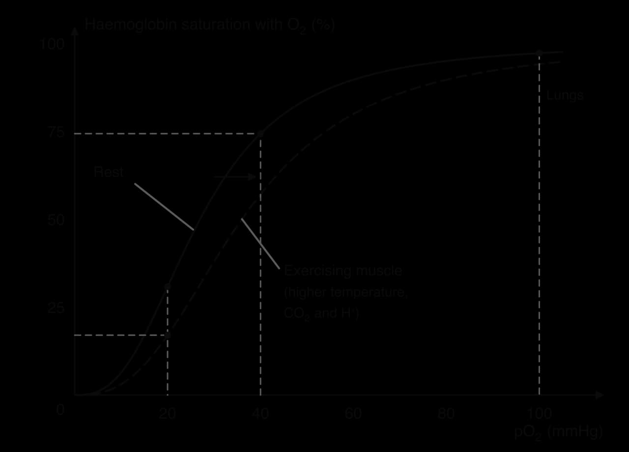 Oxygen-haemoglobin dissociation curves: S-shaped saturation (%) against pO2 (mmHg). At rest, 97% at 100 mmHg (lungs), 74% at 40 and 31% at 20. The exercise curve is shifted right: about 57% at 40 and 17% at 20, so more oxygen is released.