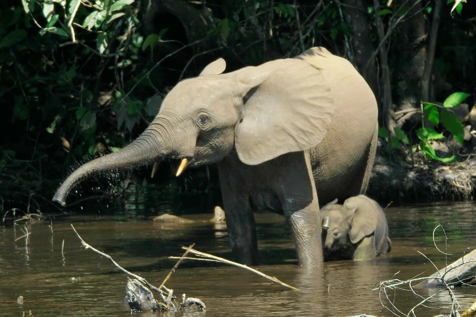 A group of African forest elephants standing in shallow water in an open swampy clearing surrounded by rainforest. The elephants have rounded ears and slender, straight tusks.