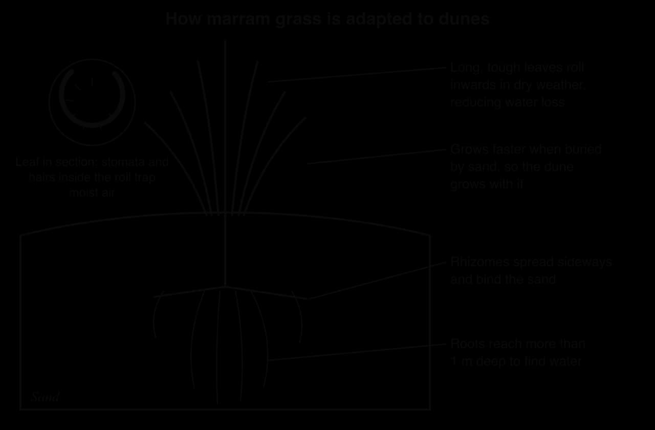 Labelled sketch of marram grass on a dune: long leaves that roll inwards in dry weather to reduce water loss (inset leaf section with stomata and hairs inside the roll), growth faster when buried by sand, rhizomes spreading sideways that bind the sand, and roots more than 1 m deep.