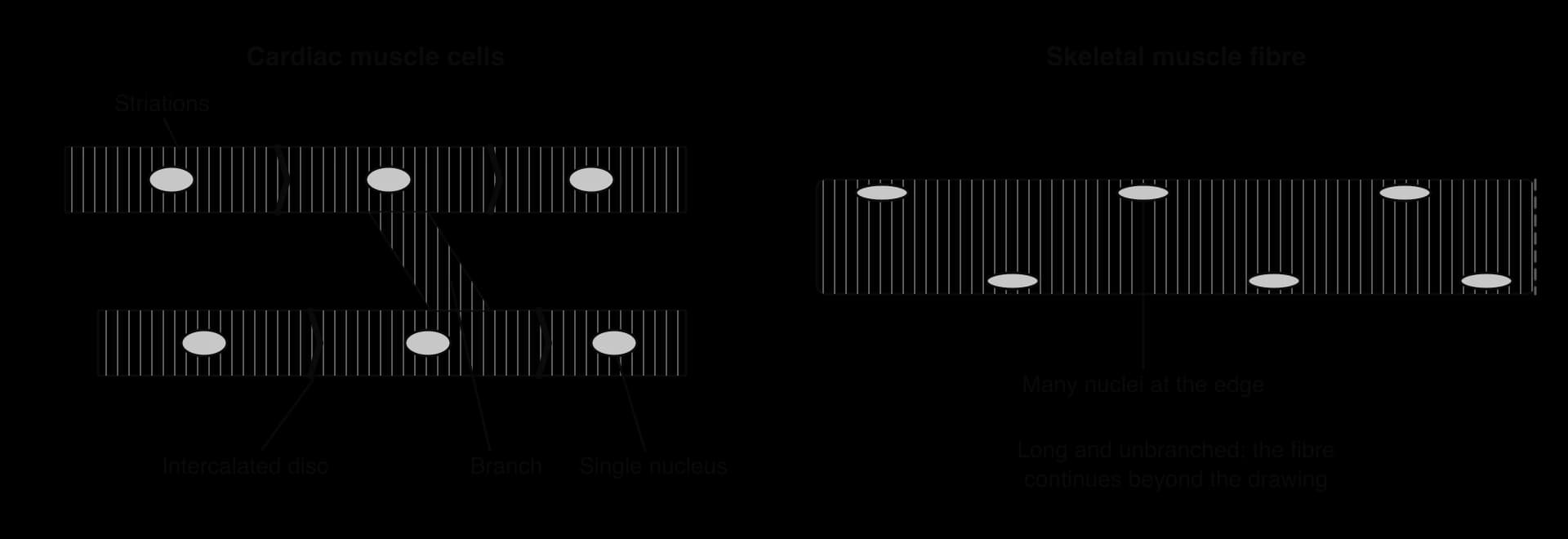 Left: cardiac muscle cells, striated, each with one central nucleus, joined end to end by zigzag intercalated discs, with a branch linking two rows of cells. Right: part of a skeletal muscle fibre, striated, long and unbranched, with many nuclei at its edge.