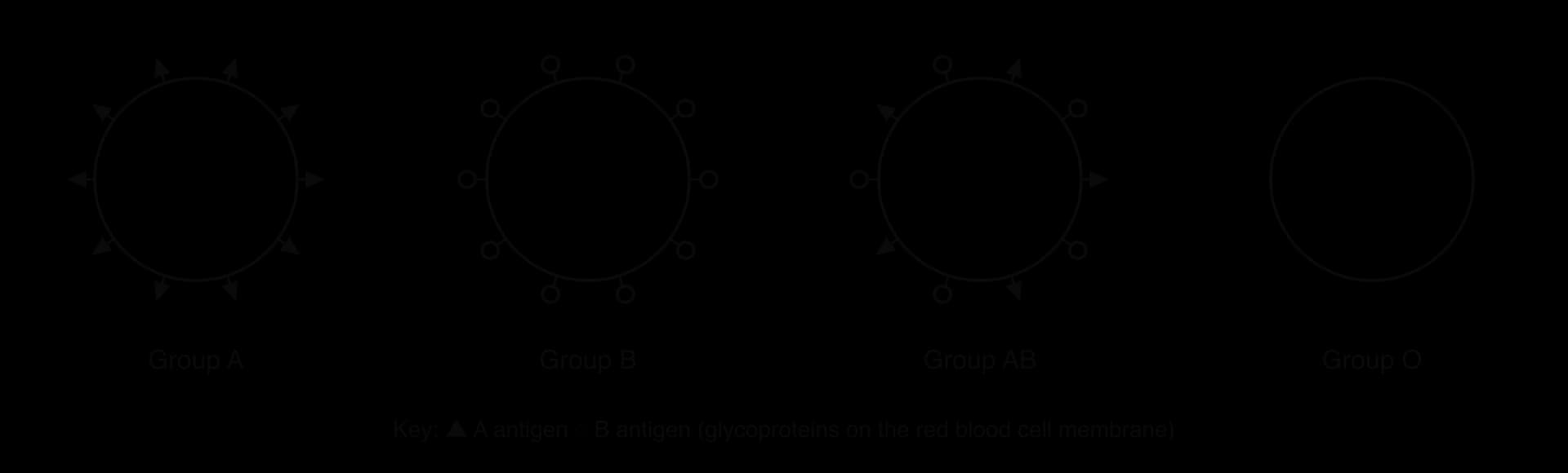 Four red blood cells. Group A has triangle-shaped A antigens on its surface, group B has circle-shaped B antigens, group AB has both, and group O has neither.