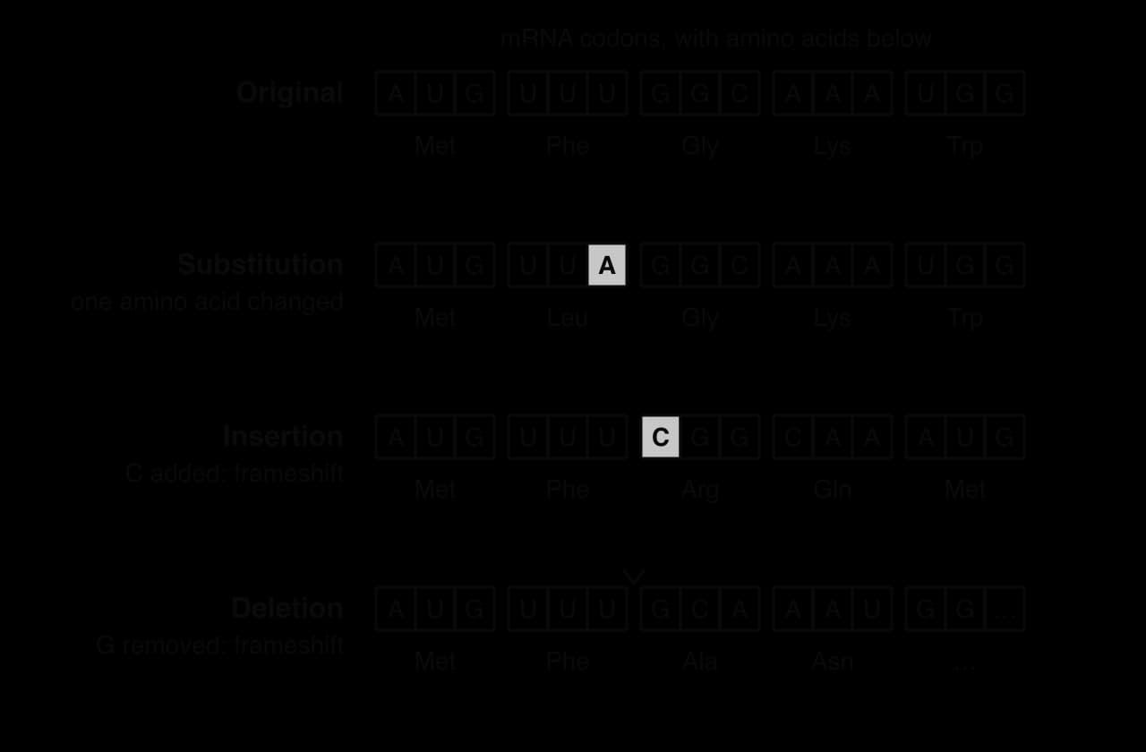 Four mRNA sequences divided into codons with amino acids beneath. Original AUG UUU GGC AAA UGG: Met Phe Gly Lys Trp. Substitution UUU to UUA: Met Leu Gly Lys Trp. Insertion of C: Met Phe Arg Gln Met. Deletion of G: AUG UUU GCA AAU GG…: Met Phe Ala Asn.