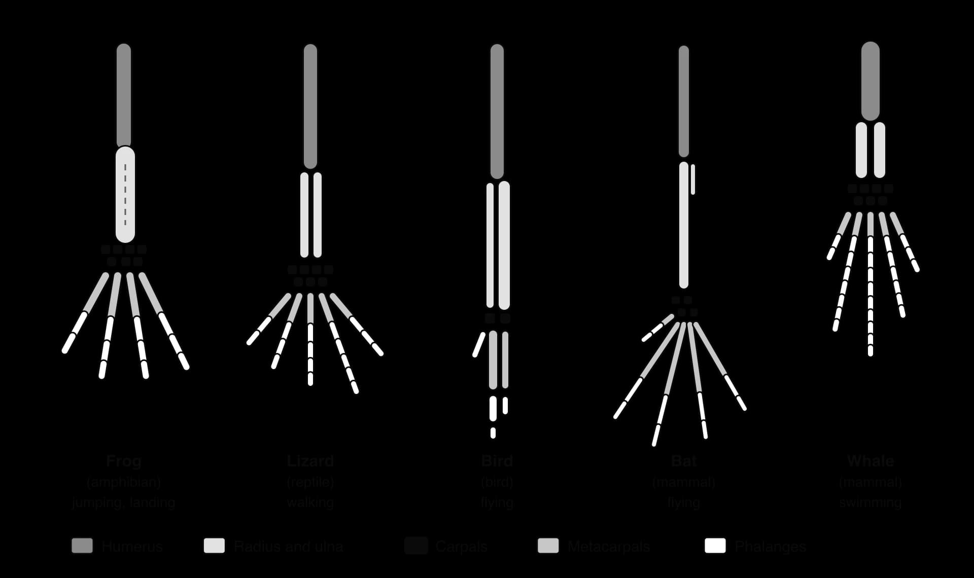 Forelimb skeletons of a frog, lizard, bird, bat and whale side by side, with bones shaded by region: humerus, radius and ulna, carpals, metacarpals and phalanges. Functions: jumping and landing, walking, flying, flying, swimming.