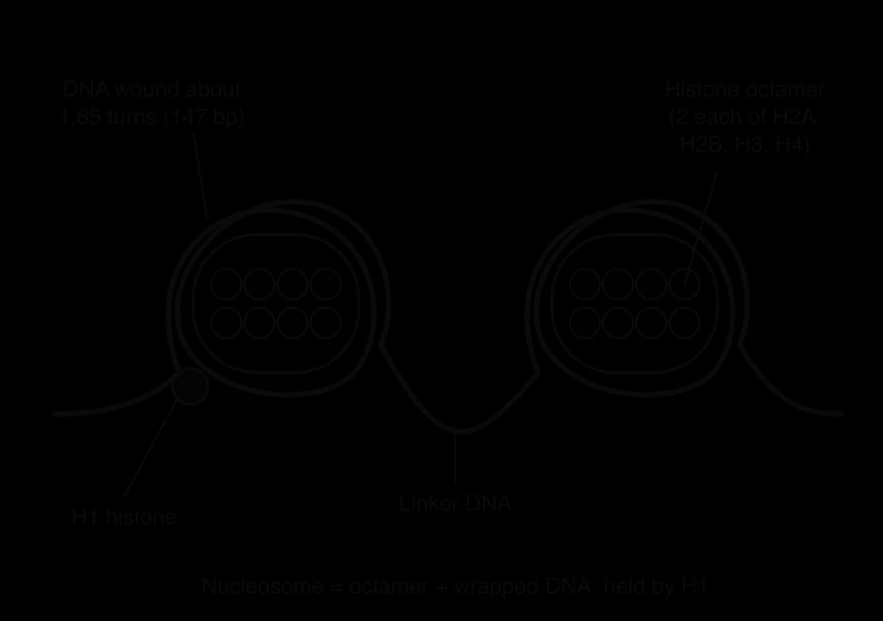 Two nucleosomes joined by linker DNA. Each has a histone octamer of eight spheres, labelled two each of H2A, H2B, H3 and H4, with DNA wound about 1.65 turns (147 bp) around it. An H1 histone sits where the DNA enters and leaves the first nucleosome.