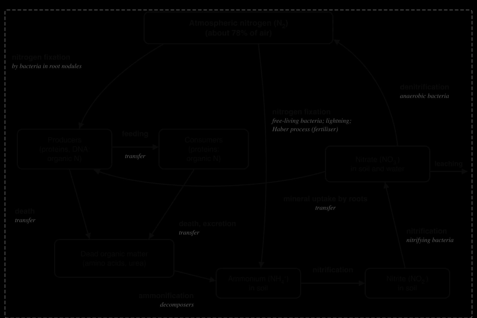 Nitrogen cycle systems diagram: atmospheric N2, producers, consumers, dead organic matter, ammonium, nitrite, nitrate. Flows: fixation, feeding, death, excretion, ammonification, nitrification, uptake, denitrification, leaching.
