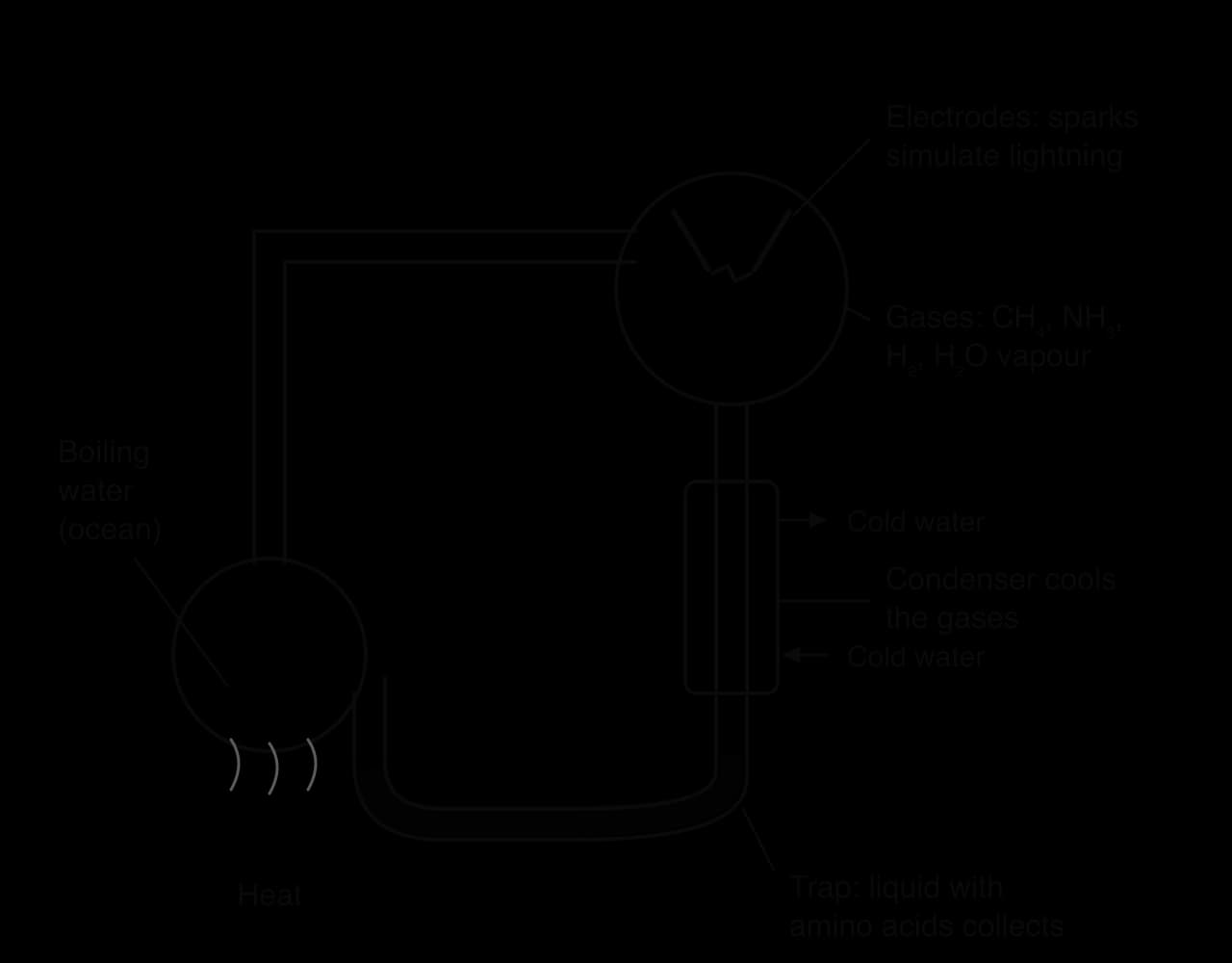 Miller–Urey apparatus: a heated flask of boiling water connected by a tube to a large spark chamber with electrodes, containing CH₄, NH₃, H₂ and H₂O vapour. Below it, a condenser cooled by cold water leads to a U-shaped trap where liquid with amino acids collects, then returns to the flask.