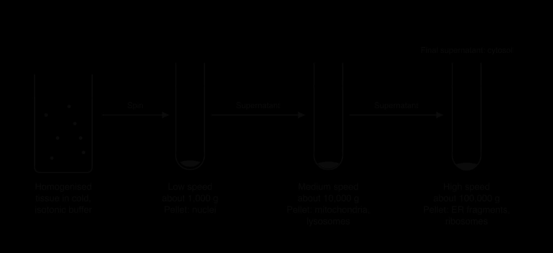 Cell fractionation. Homogenised tissue in cold isotonic buffer is spun; tubes show pellets after low speed (about 1,000 g: nuclei), medium speed (about 10,000 g: mitochondria, lysosomes) and high speed (about 100,000 g: ER fragments, ribosomes). The final supernatant is the cytosol.
