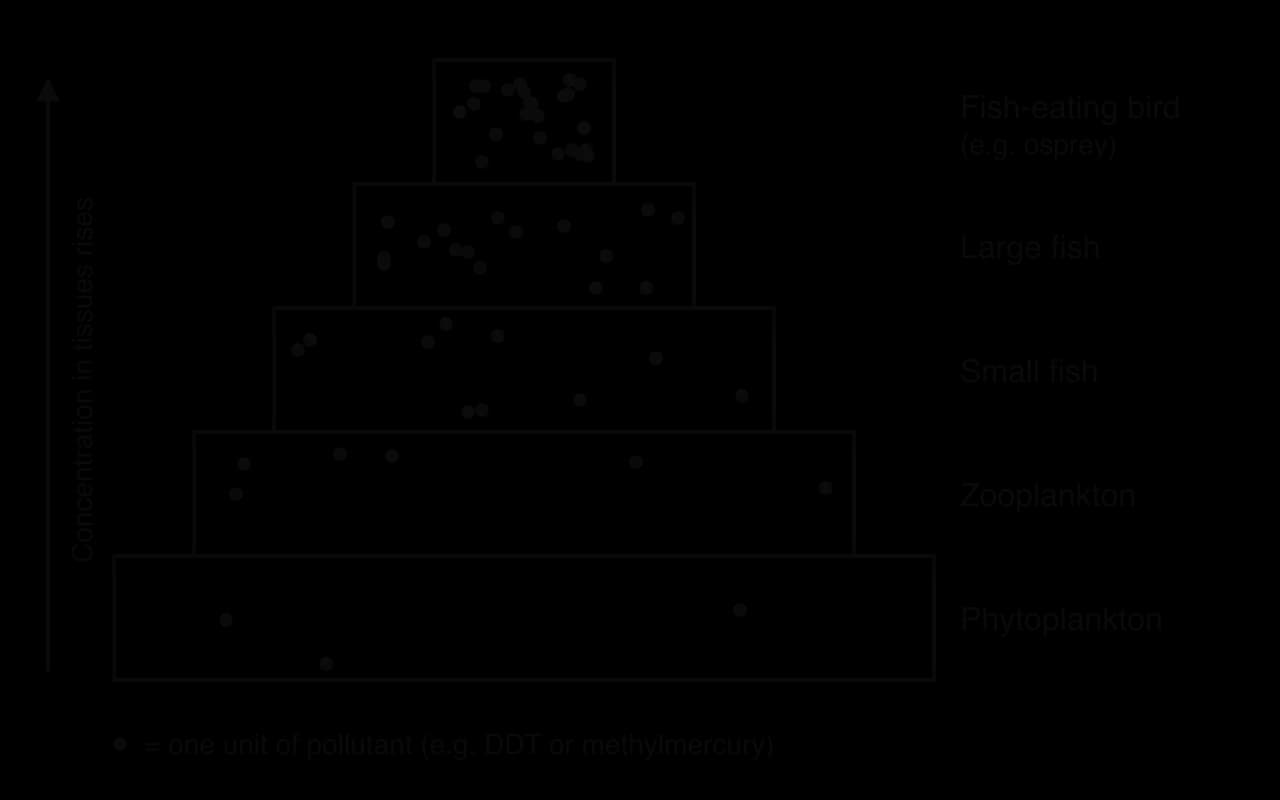 Pyramid of five levels, widest at the bottom: phytoplankton, zooplankton, small fish, large fish, fish-eating bird (e.g. osprey). Dots for units of pollutant are sparse at the bottom and dense at the top. An upward arrow reads concentration in tissues rises.