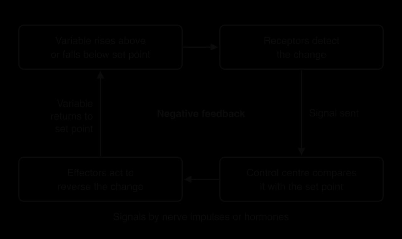 Cycle of four boxes. Variable rises above or falls below set point, arrow to receptors detect the change, arrow labelled signal sent to control centre compares it with the set point, arrow to effectors act to reverse the change, arrow labelled variable returns to set point back to the start.