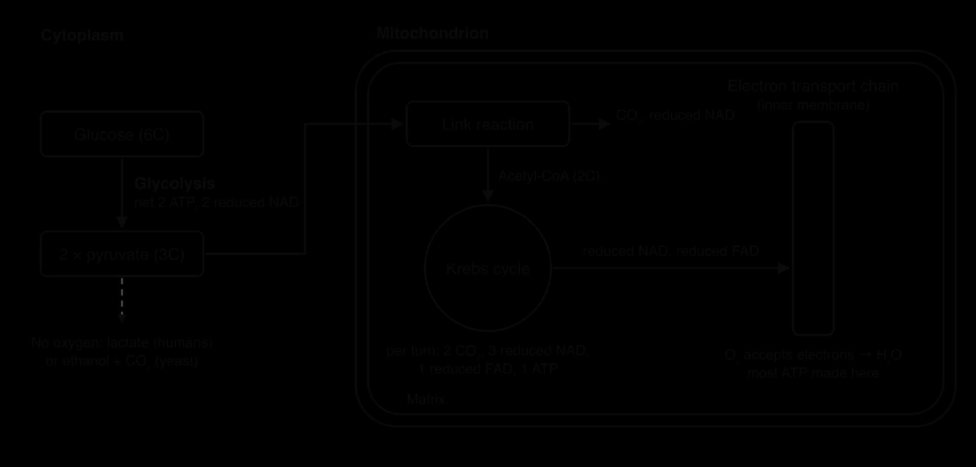 Overview of aerobic respiration. Cytoplasm: glycolysis turns glucose (6C) into 2 pyruvate (3C). Mitochondrial matrix: link reaction (CO₂, reduced NAD) gives acetyl-CoA for the Krebs cycle. Reduced NAD and FAD go to the electron transport chain on the inner membrane.