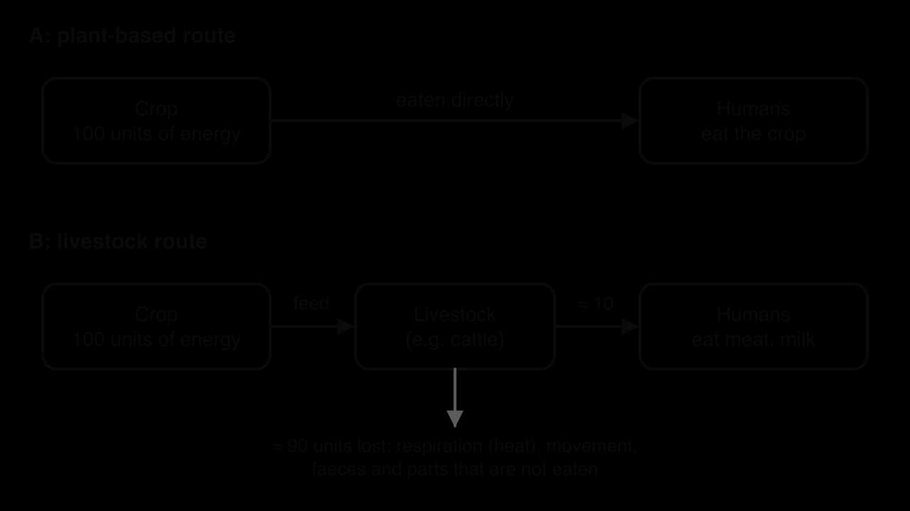 Diagram comparing two routes. A: 100 units of crop energy eaten directly by humans. B: 100 units fed to livestock, of which about 10 units reach humans as meat or milk and about 90 units are lost in respiration, movement, faeces and uneaten parts.