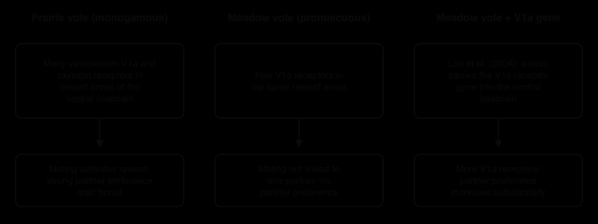 Three columns. Prairie voles have many vasopressin V1a and oxytocin receptors in ventral forebrain reward areas and form pair bonds. Meadow voles have few and show no partner preference. Meadow voles given the V1a receptor gene by a virus (Lim et al., 2004) show much more partner preference.