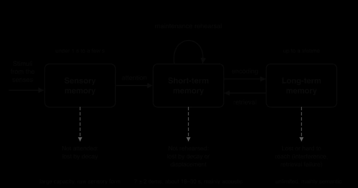 Multi-store model: stimuli enter sensory memory; attention passes them to short-term memory, which has a maintenance rehearsal loop; encoding to and retrieval from long-term memory. Information is lost from each store by decay, displacement or interference.