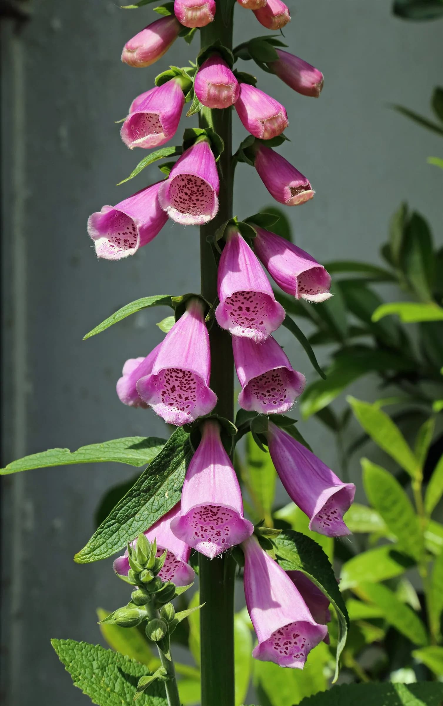 Tall spike of purple, tubular, bell-shaped flowers of common foxglove, Digitalis purpurea, with spotted inner surfaces.