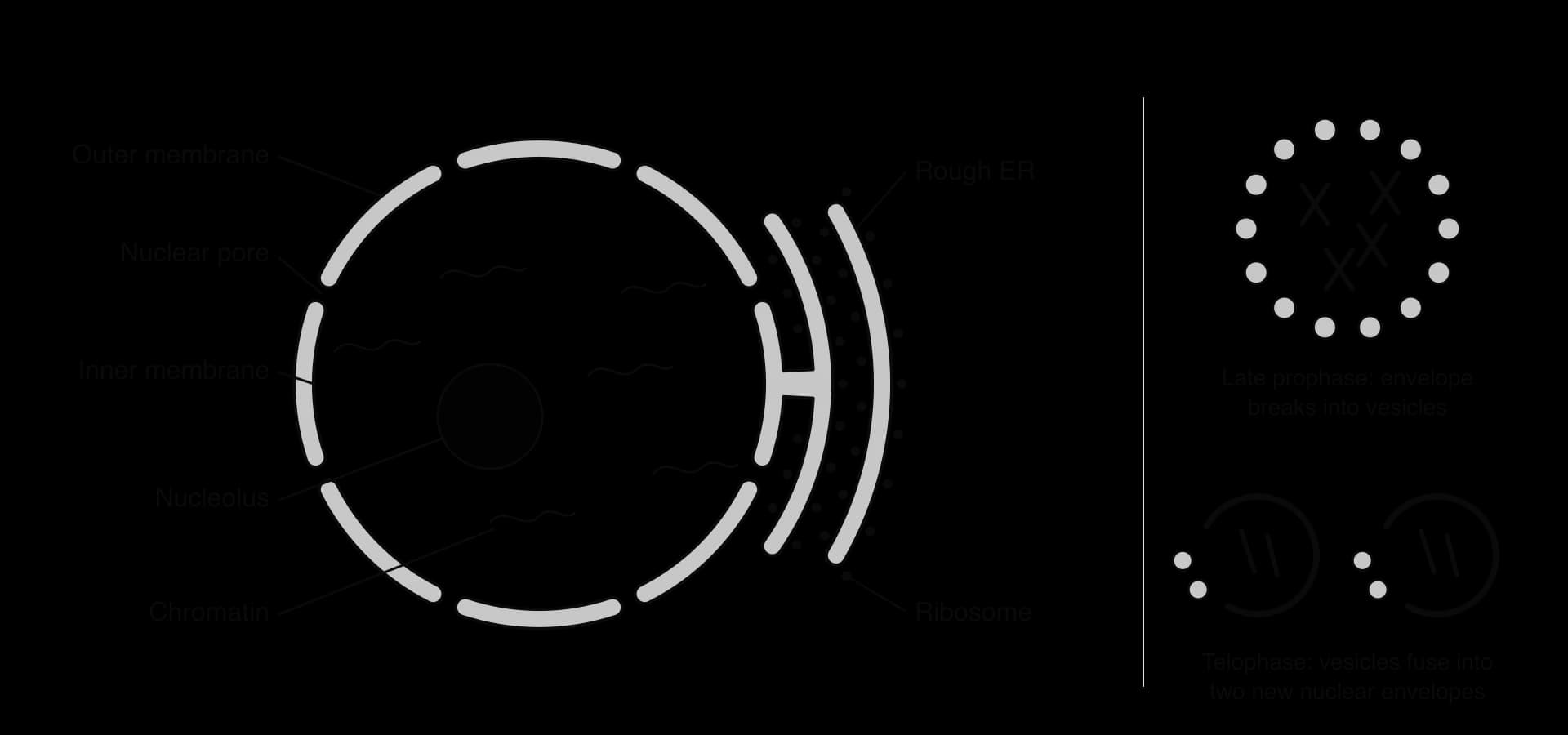 Left: a nucleus with a double envelope of outer and inner membranes broken by nuclear pores, chromatin and a nucleolus; the outer membrane joins the rough ER, which carries ribosomes. Right: in late prophase the envelope becomes a ring of vesicles; in telophase vesicles fuse into two new envelopes.