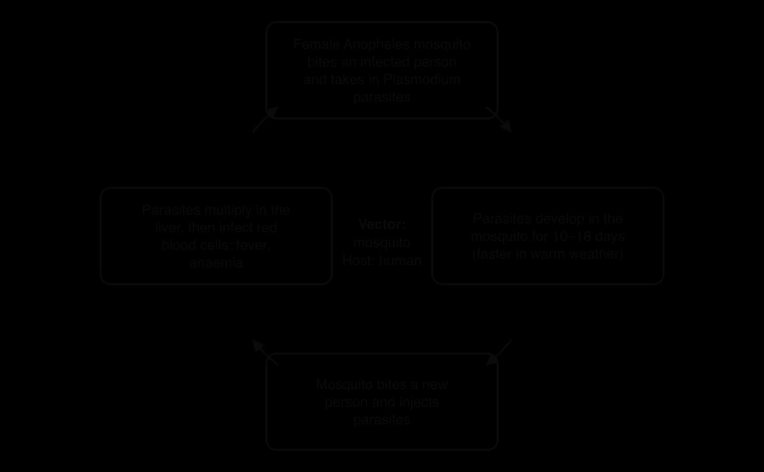 Cycle of malaria transmission: a female Anopheles mosquito bites an infected person, parasites develop in the mosquito for 10–18 days, it bites a new person, parasites multiply in the liver and red blood cells.