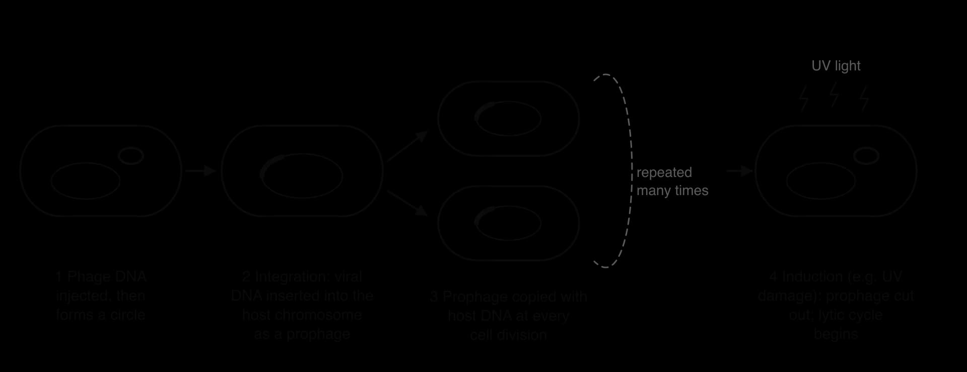 Lysogenic cycle in four stages: 1 phage DNA injected, forming a circle; 2 integration into the host chromosome as a prophage; 3 two daughter cells each carrying the prophage, repeated over many divisions; 4 induction by UV light: the prophage is cut out and the lytic cycle begins.