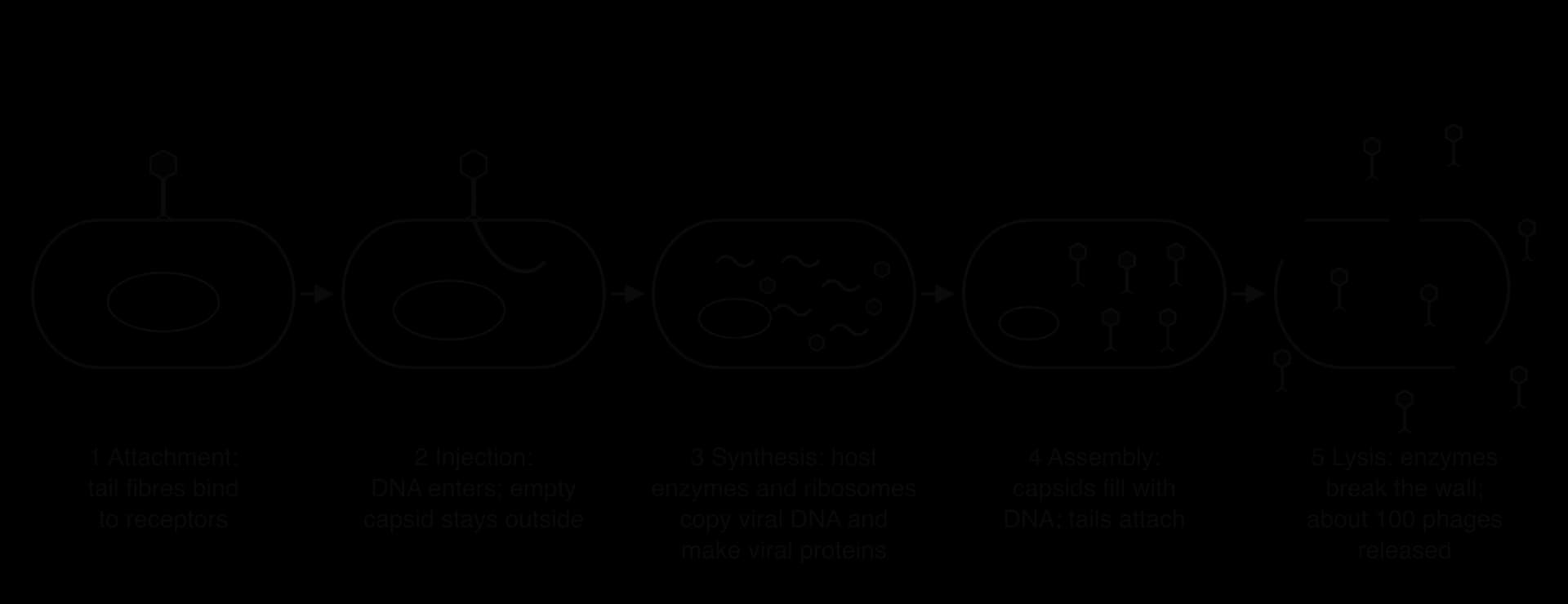 Lytic cycle in five stages: 1 attachment of tail fibres to receptors on a bacterium; 2 injection of DNA, the empty capsid staying outside; 3 synthesis of viral DNA and proteins; 4 assembly of new phages in the cell; 5 lysis, releasing about 100 phages.