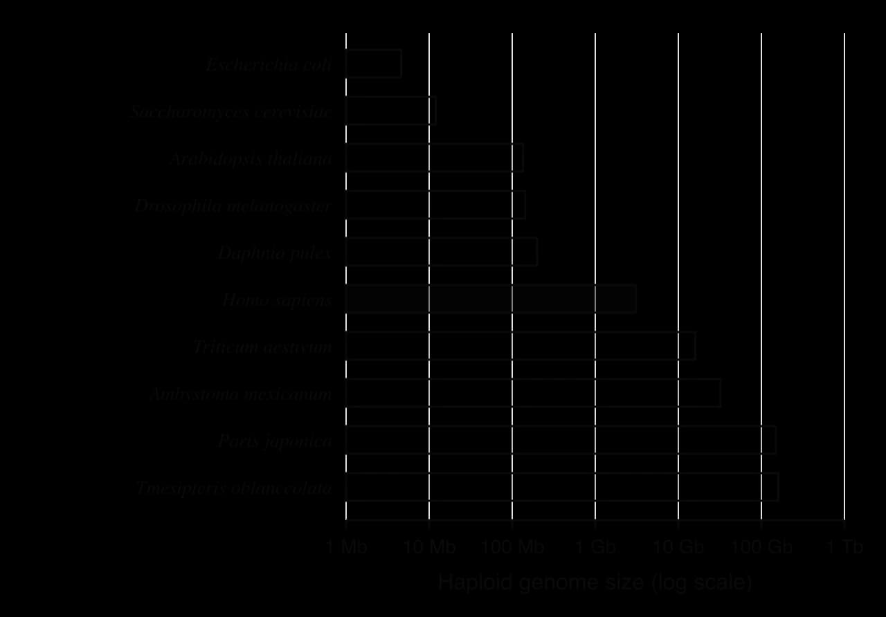 Log-scale bar chart, 1 Mb to 1 Tb: Escherichia coli 4.6 Mb, yeast 12 Mb, Arabidopsis 135 Mb, Drosophila melanogaster 144 Mb, Daphnia pulex 200 Mb, human 3.1 Gb (highlighted), Triticum aestivum 16 Gb, Ambystoma mexicanum 32 Gb, Paris japonica 149 Gb, Tmesipteris oblanceolata 160 Gb.