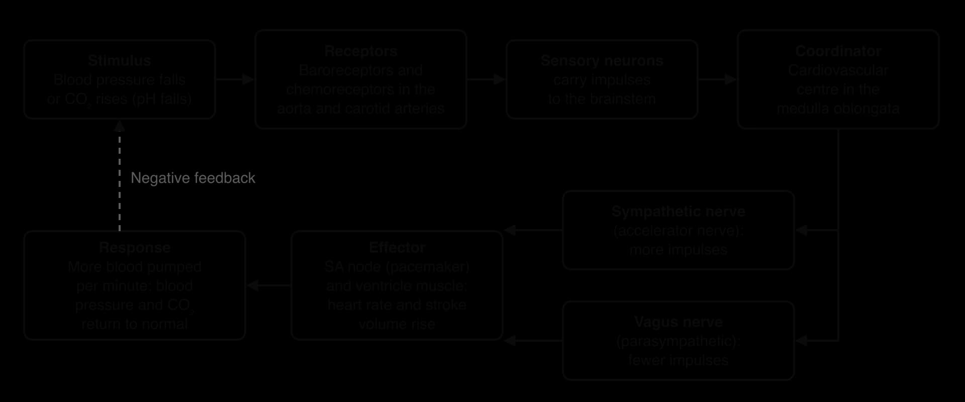 Flowchart: fall in blood pressure or rise in CO₂ detected by baroreceptors and chemoreceptors in the aorta and carotid arteries; sensory neurons to the cardiovascular centre in the medulla; sympathetic and vagus nerves to the SA node; heart rate and stroke volume rise; conditions return to normal.