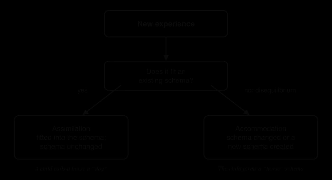 Decision diagram: a new experience either fits an existing schema and is assimilated, leaving the schema unchanged (a child calls a horse a dog), or does not fit, causing disequilibrium and accommodation (the child forms a horse schema).