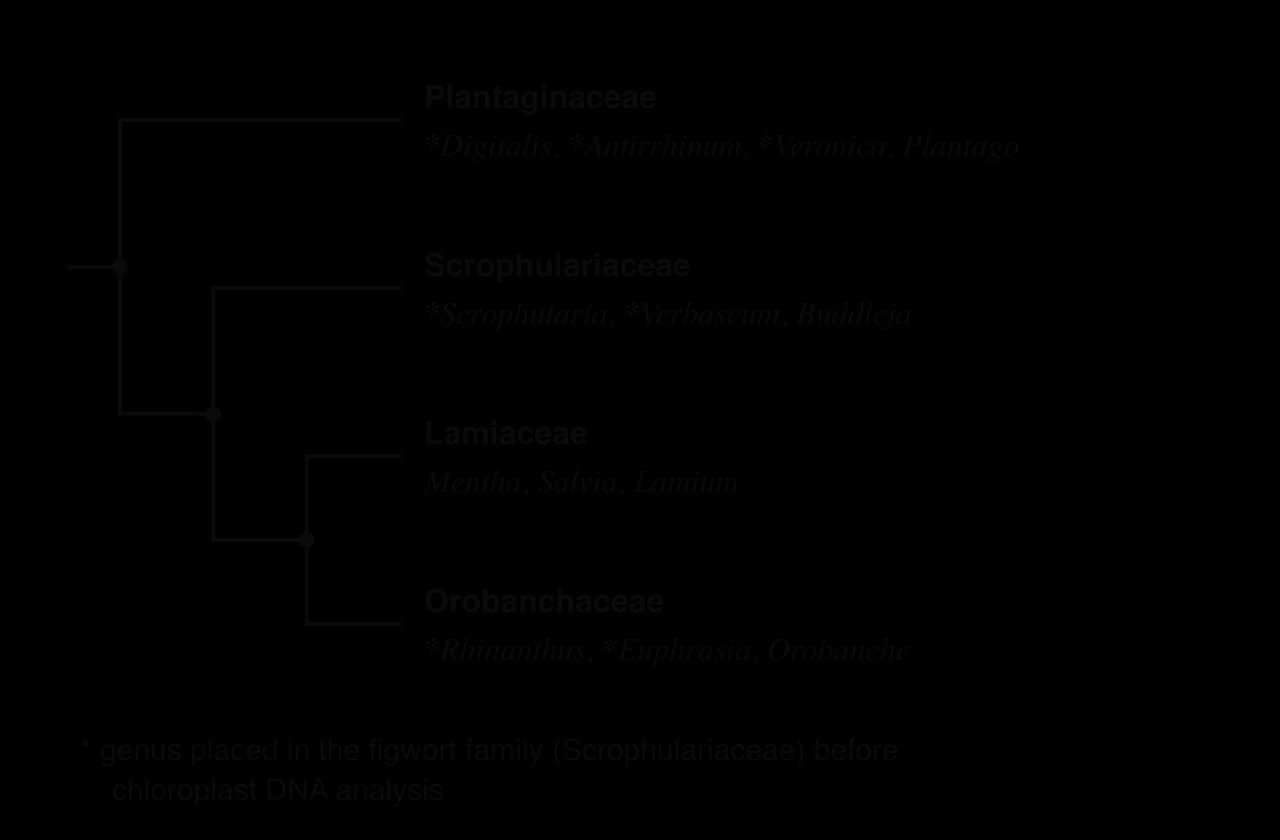 Cladogram of four Lamiales families: Plantaginaceae (Digitalis, Antirrhinum, Veronica, Plantago), Scrophulariaceae (Scrophularia, Verbascum, Buddleja), Lamiaceae (Mentha, Salvia, Lamium), Orobanchaceae (Rhinanthus, Euphrasia, Orobanche). Asterisks mark former figwort family genera.