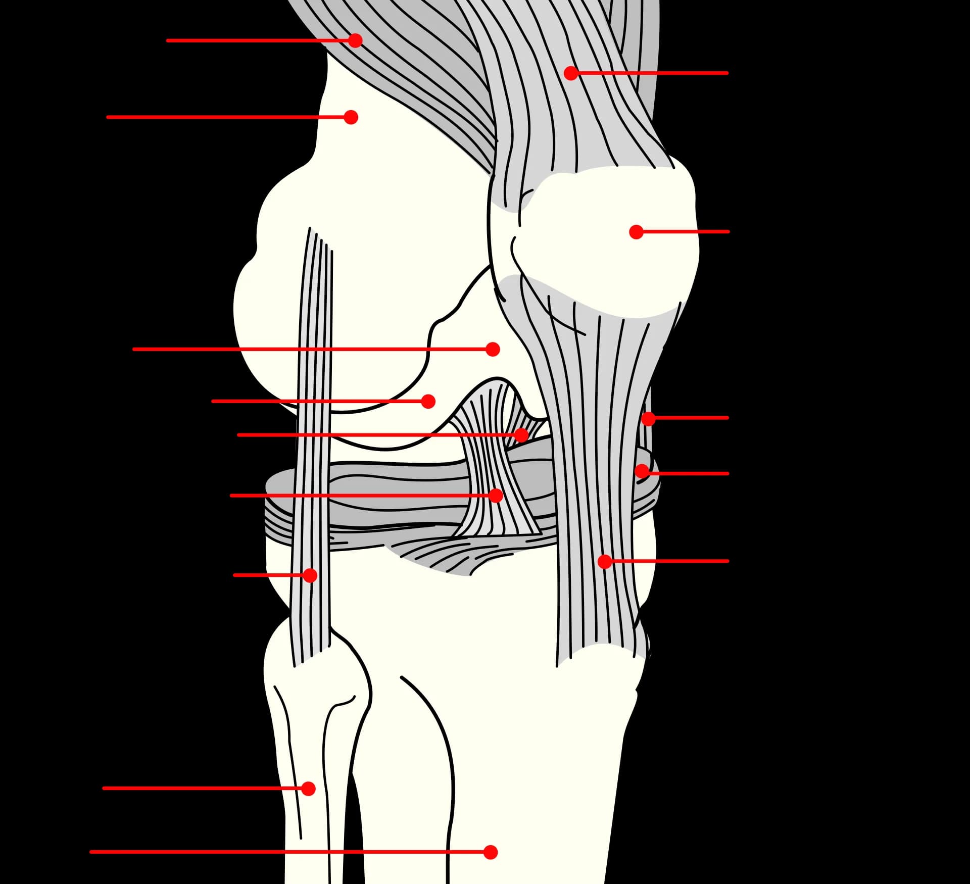 Labelled diagram of the right knee joint from the front and side: femur, patella, tibia, fibula, quadriceps muscles and tendon, patellar tendon, articular cartilage, meniscus, and the anterior cruciate, posterior cruciate, medial collateral and lateral collateral ligaments.