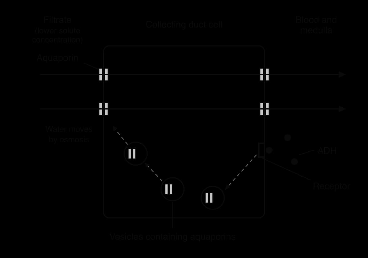 Collecting duct cell between filtrate (left) and blood (right). ADH binds a receptor on the blood side; vesicles containing aquaporins move to and fuse with the membrane facing the filtrate. Arrows show water moving by osmosis through aquaporins into the blood.
