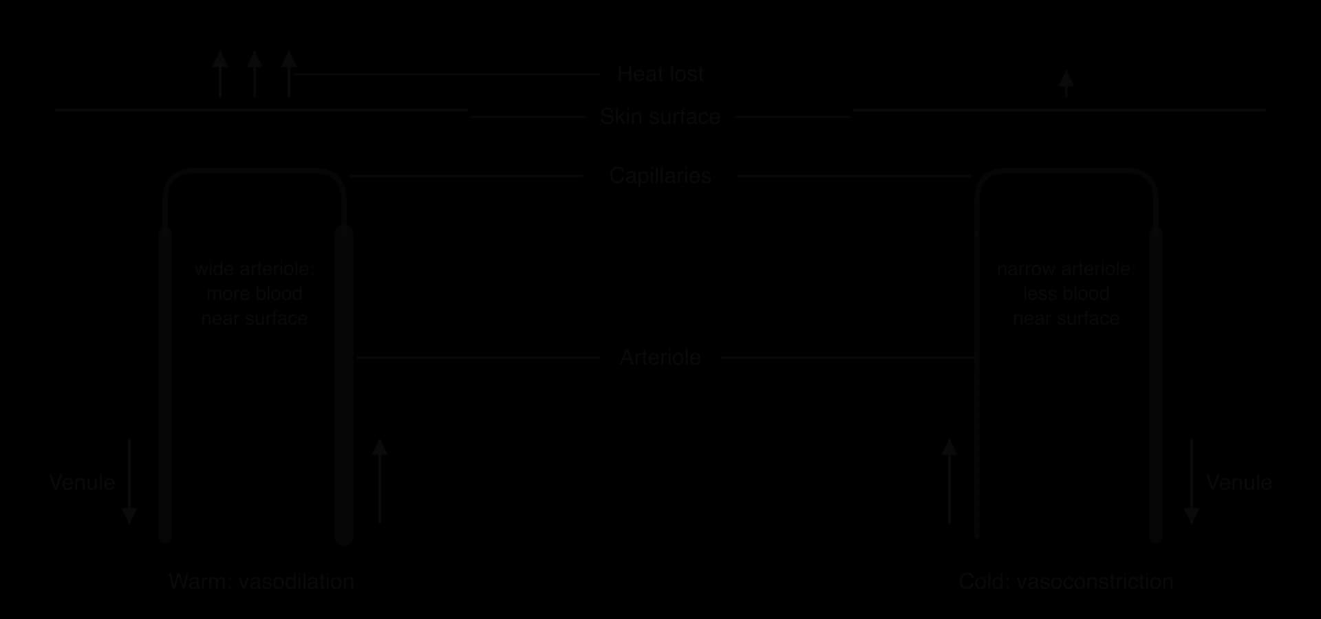 Two panels of skin. Warm: a wide arteriole supplies the capillaries under the skin surface, with three arrows showing heat lost. Cold: a narrow arteriole supplies the same capillaries, so less blood flows near the surface and one small arrow shows less heat lost. Venules labelled.