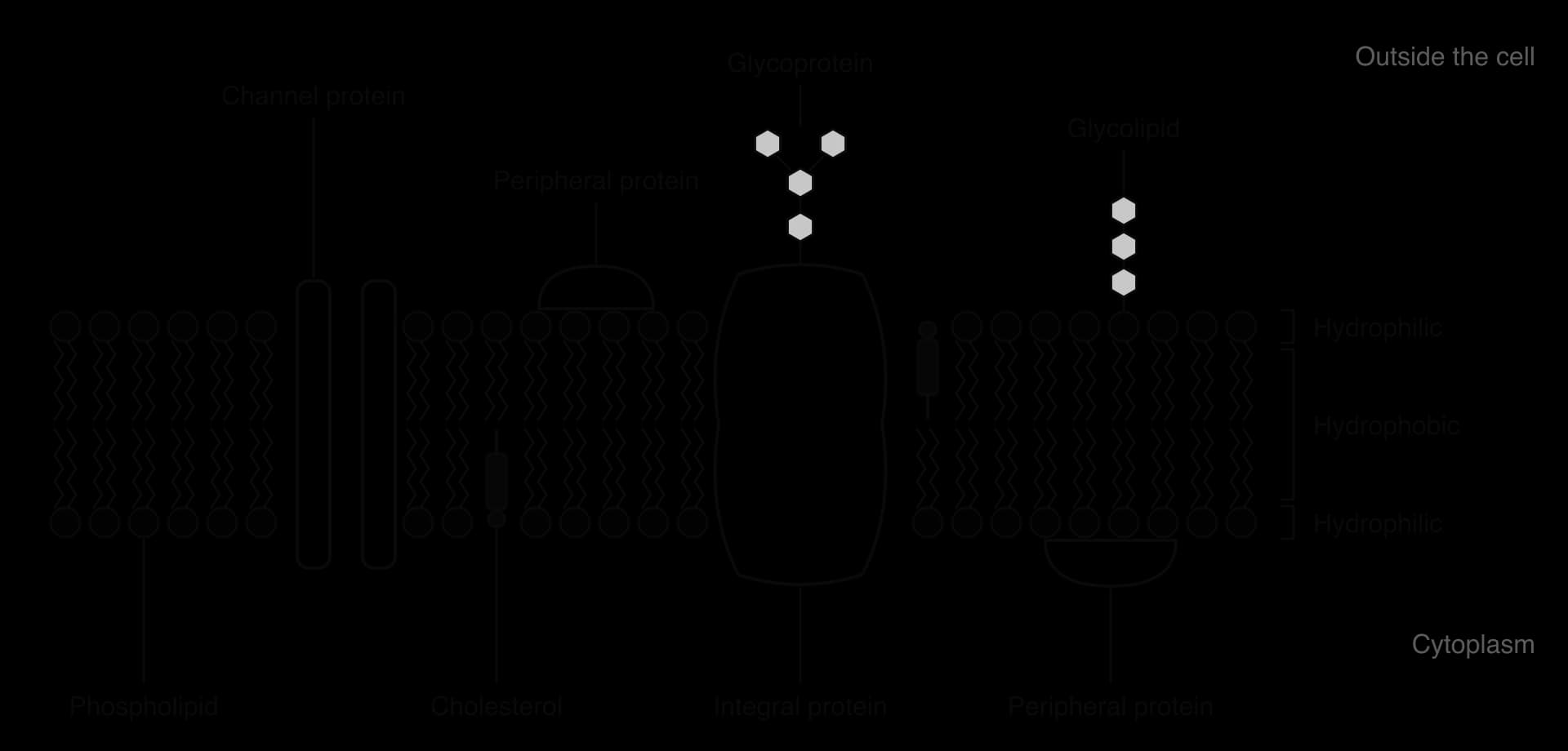 Fluid mosaic model: a bilayer with hydrophilic heads on both surfaces and a hydrophobic core. Labels: channel protein spanning the membrane, peripheral protein on each surface, integral glycoprotein with a carbohydrate chain outside, glycolipid, cholesterol, phospholipid.