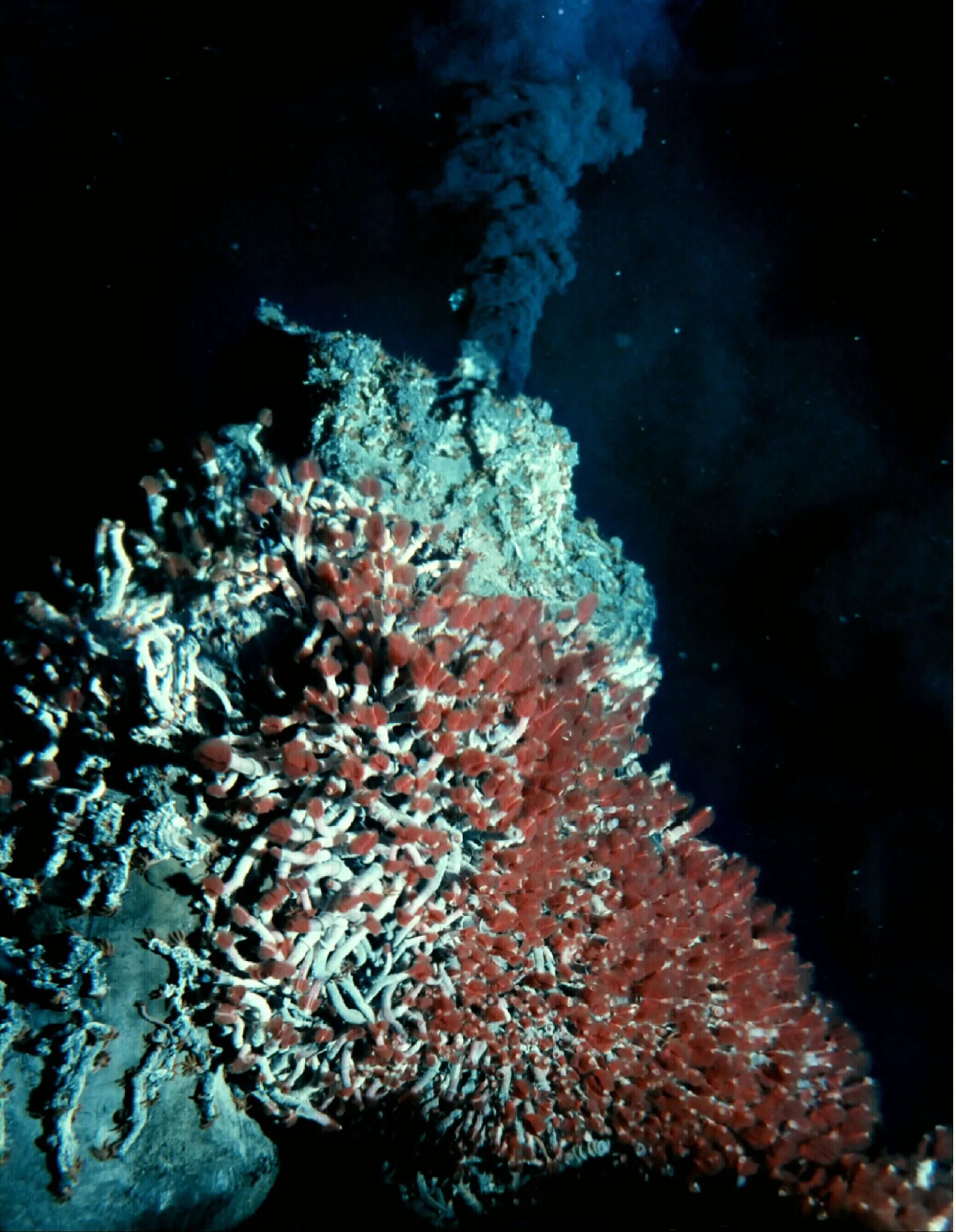 A black smoker hydrothermal vent on the deep sea floor releasing a dark plume of hot, mineral-rich water, its sides covered in dense clusters of giant tube worms with red plumes and white tubes.
