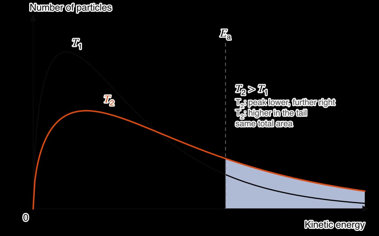 Maxwell–Boltzmann distributions at two temperatures. The T1 curve (black) has a tall, narrow peak. The T2 curve (orange, higher temperature) has a lower, broader peak further right and lies above T1 at high energies.