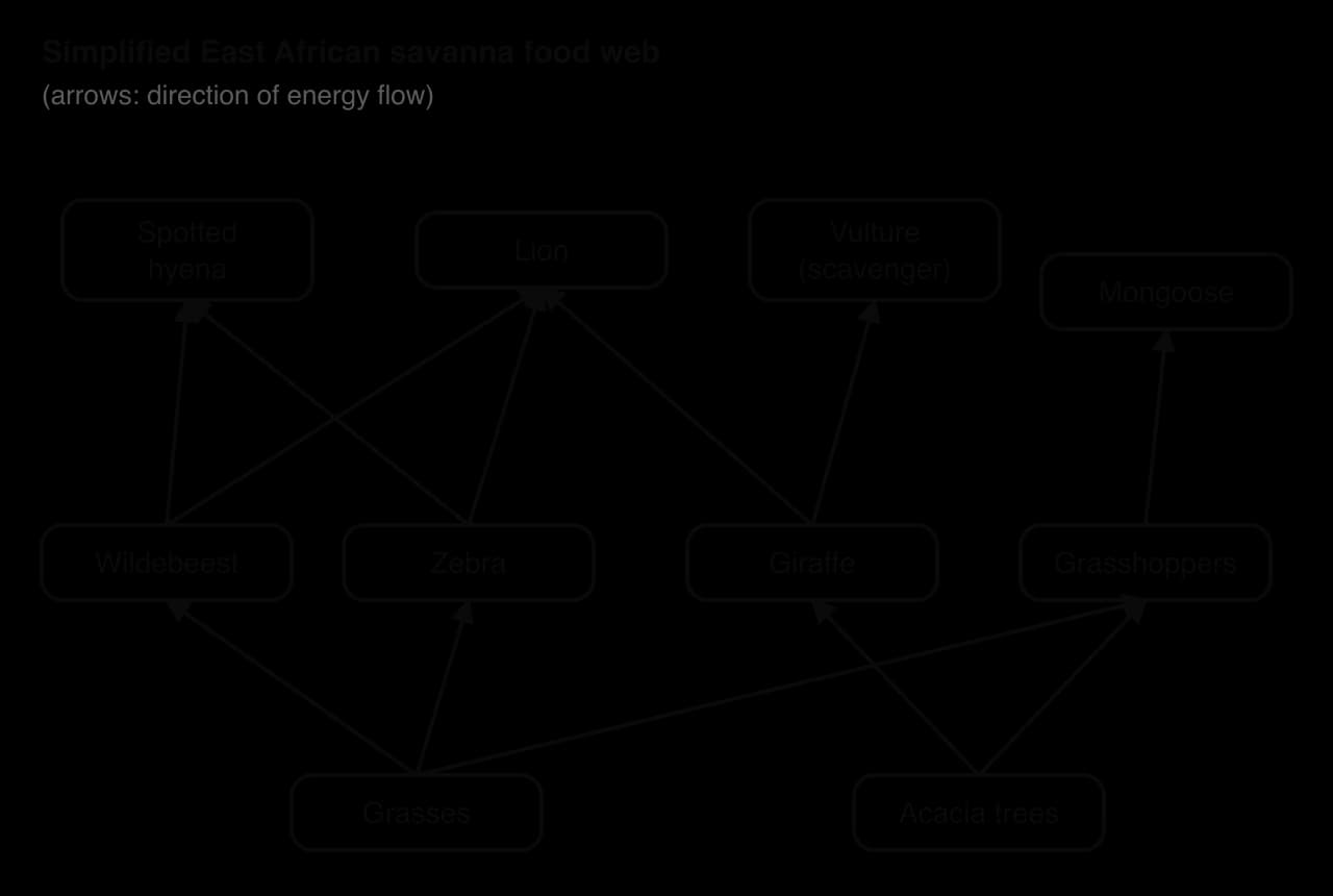 Simplified savanna food web: grasses eaten by wildebeest, zebra and grasshoppers; acacia by giraffe and grasshoppers; lions eat wildebeest, zebra and giraffe; spotted hyenas eat wildebeest and zebra; vultures scavenge giraffe carcasses; mongooses eat grasshoppers.