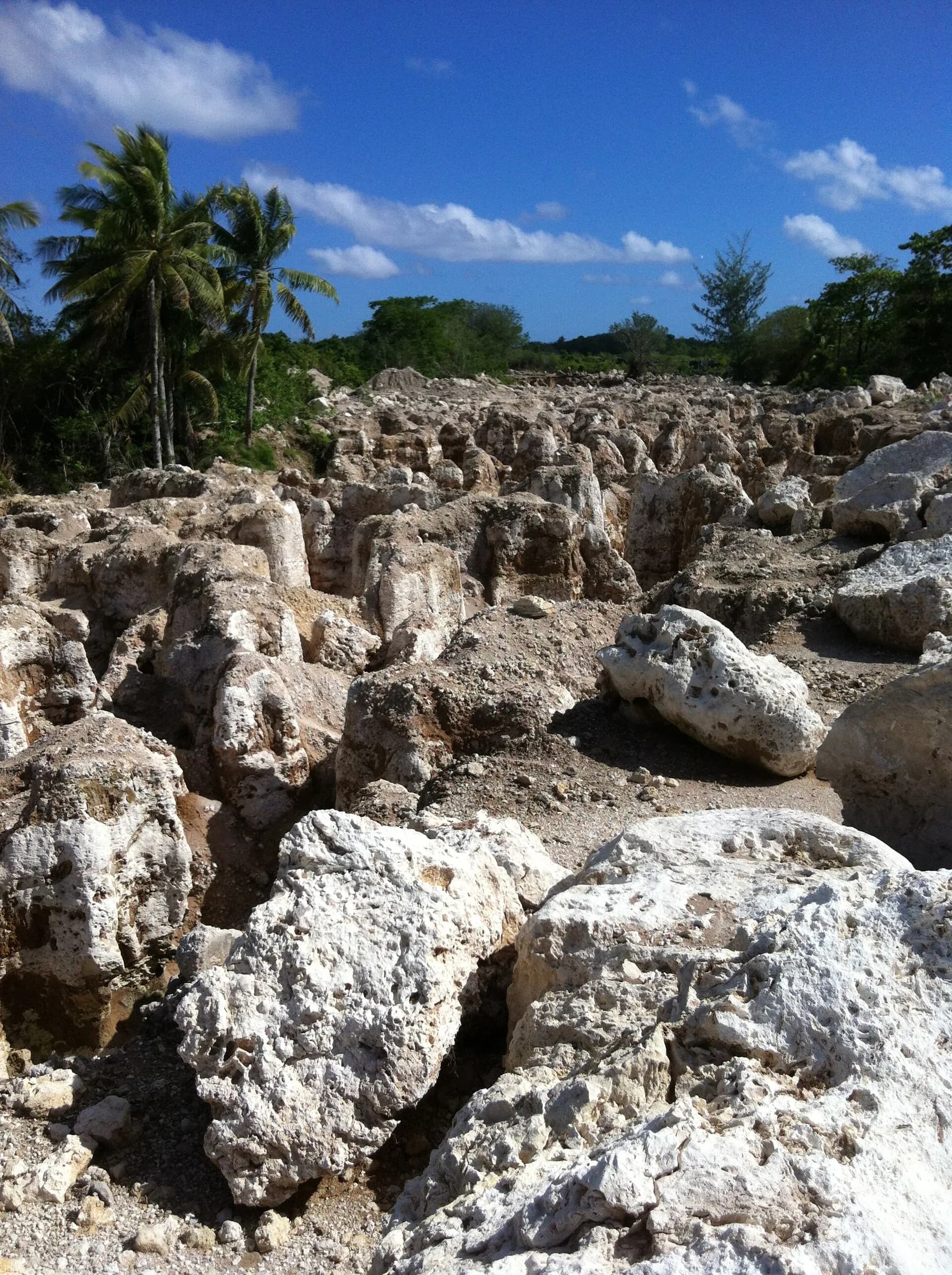 Field of jagged white coral limestone pinnacles and boulders left after phosphate mining on Nauru, with palms and regrowing scrub in the background.