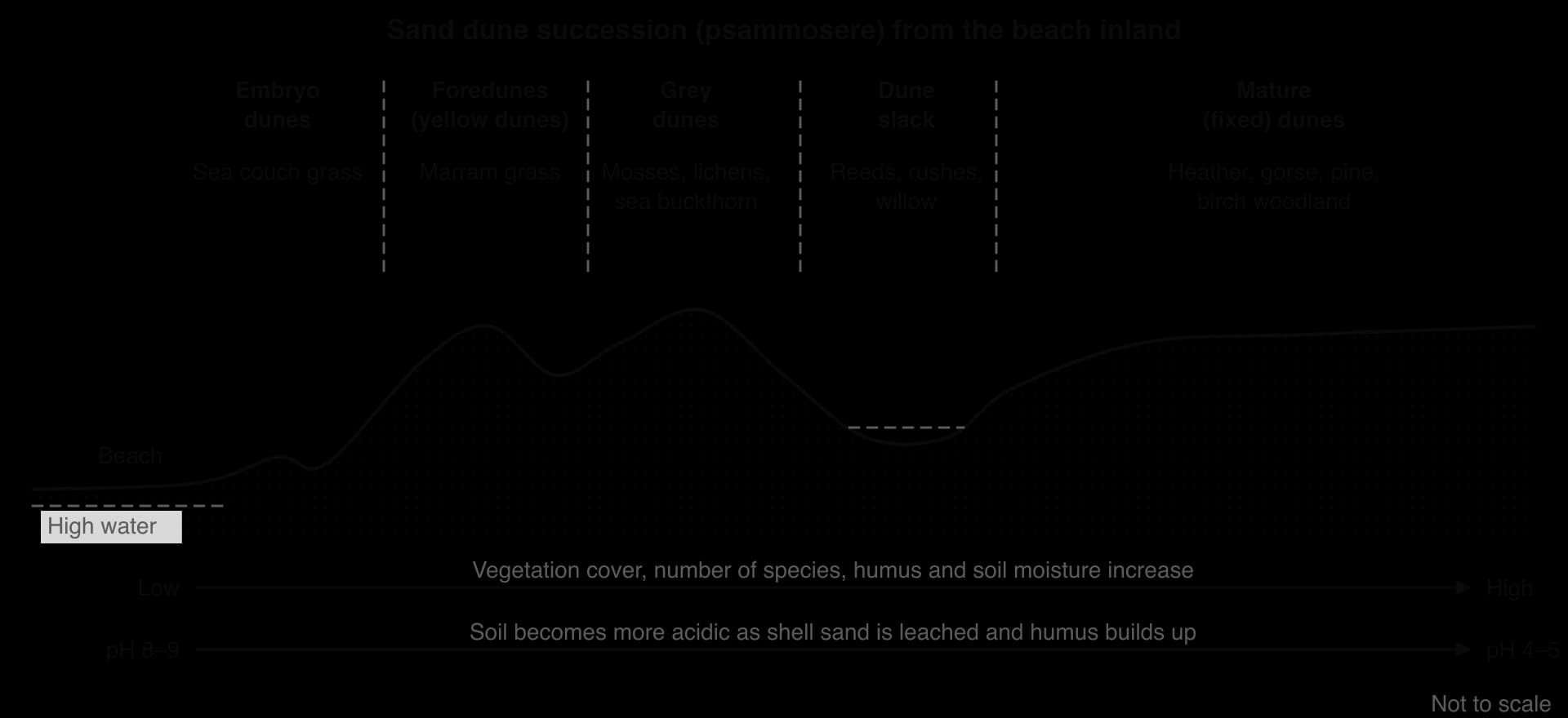 Cross-section of a psammosere from the beach inland: embryo dunes (sea couch grass), foredunes or yellow dunes (marram), grey dunes (mosses, lichens), a damp dune slack, and mature fixed dunes (heather, pine, birch). Vegetation and humus increase inland; pH falls from 8–9 to 4–5.