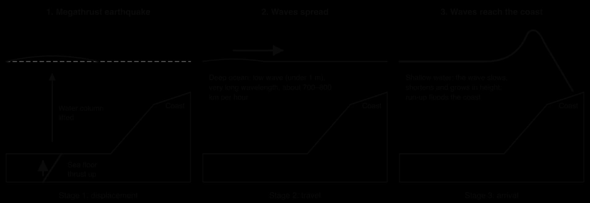 Three stages: a megathrust earthquake thrusts up the sea floor and lifts the water column; low, fast waves (about 700–800 km per hour) cross the deep ocean; in shallow water near the coast the waves slow, shorten and grow, running up onto the land.