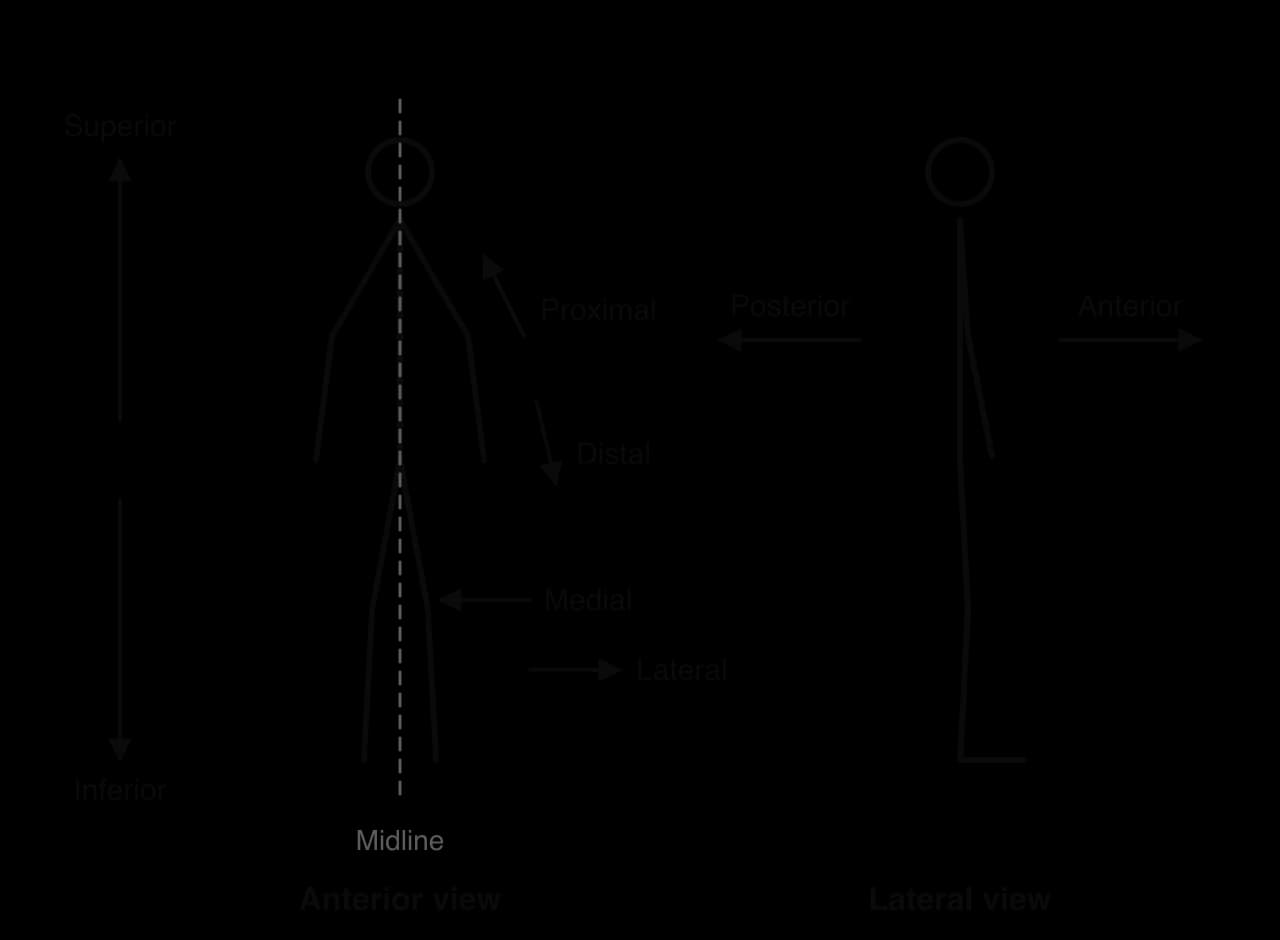 Stick figure in anterior view with a dashed midline: arrows show superior (up) and inferior (down), medial (towards the midline) and lateral (away), proximal (towards the trunk along the arm) and distal (away). Lateral view shows anterior (front) and posterior (back).