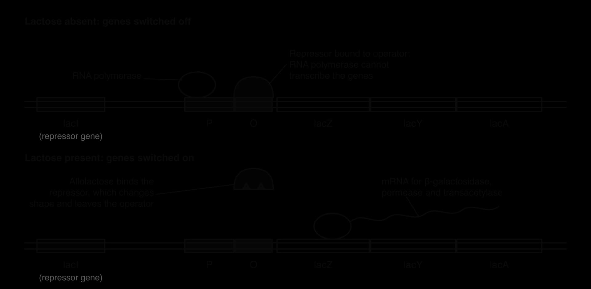 Lac operon. Top, lactose absent: the repressor (from lacI) is bound to the operator, and RNA polymerase cannot transcribe lacZ, lacY and lacA. Bottom, lactose present: allolactose binds the repressor, which changes shape and leaves the operator; RNA polymerase transcribes the genes into mRNA.