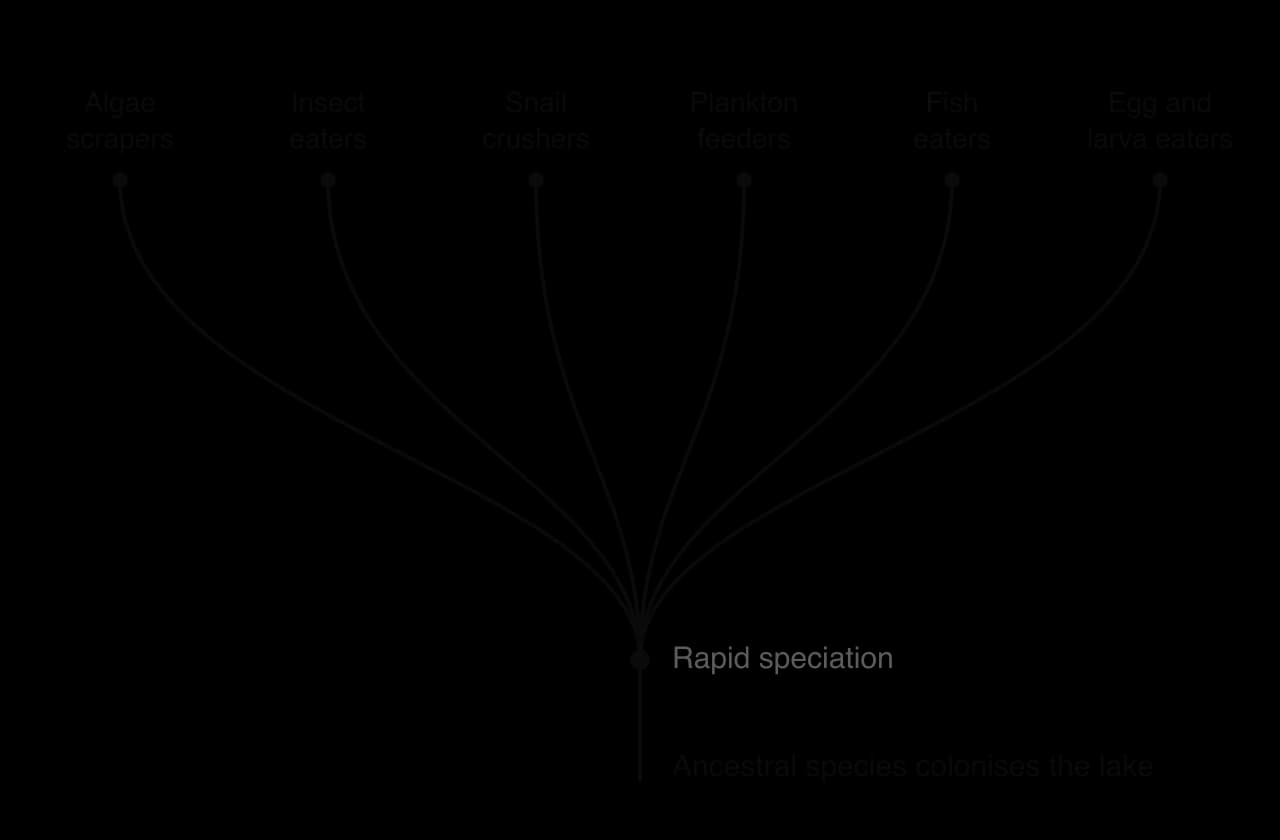 A single ancestral lineage at the bottom, labelled ancestral species colonises the lake, branches rapidly into six lineages labelled algae scrapers, insect eaters, snail crushers, plankton feeders, fish eaters, and egg and larva eaters.