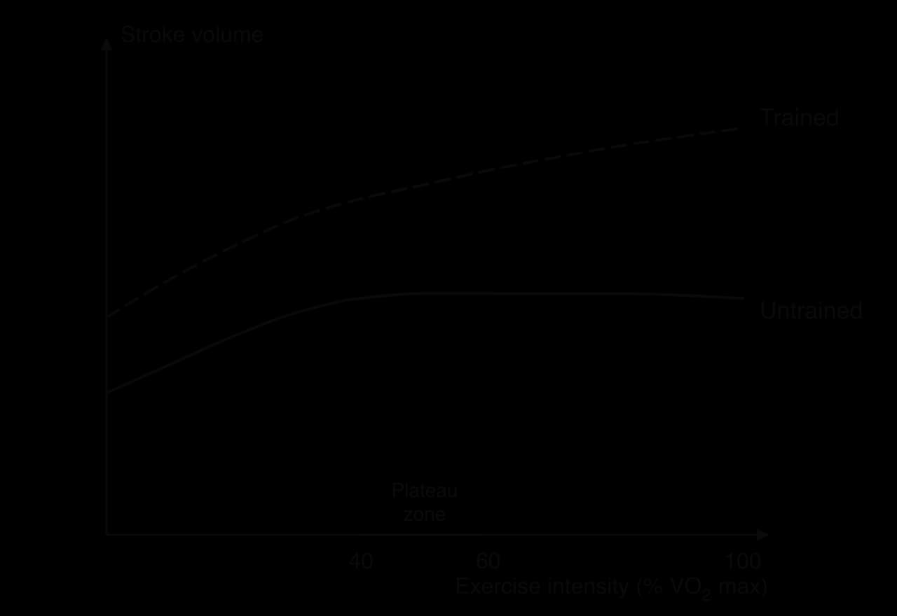Sketch of stroke volume against exercise intensity (% VO2 max). The untrained curve rises then plateaus from about 40-60% VO2 max. The trained curve starts higher and keeps rising up to 100% VO2 max.
