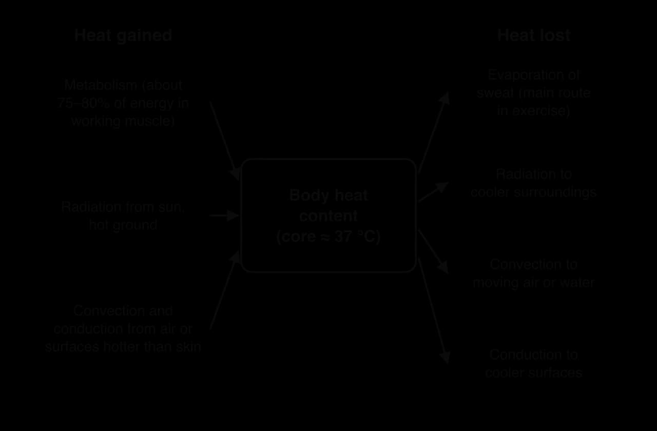 Body heat content box (core about 37 °C). Heat gained from metabolism (75–80% of energy in working muscle), radiation from sun and ground, and convection and conduction from hotter air. Heat lost by evaporation of sweat, radiation, convection and conduction.