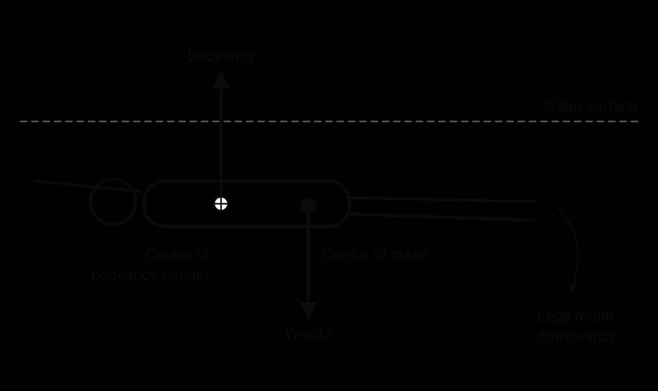 A swimmer floating horizontally. Buoyancy acts upwards through the centre of buoyancy in the chest; weight acts downwards through the centre of mass nearer the hips. A curved arrow shows the legs rotating downwards.