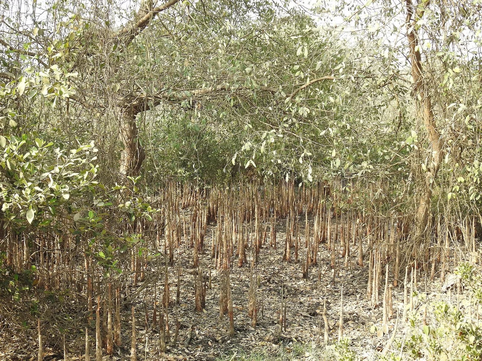 A stand of Avicennia mangrove trees with hundreds of thin, pencil-like pneumatophores sticking vertically up out of the mud beneath them.