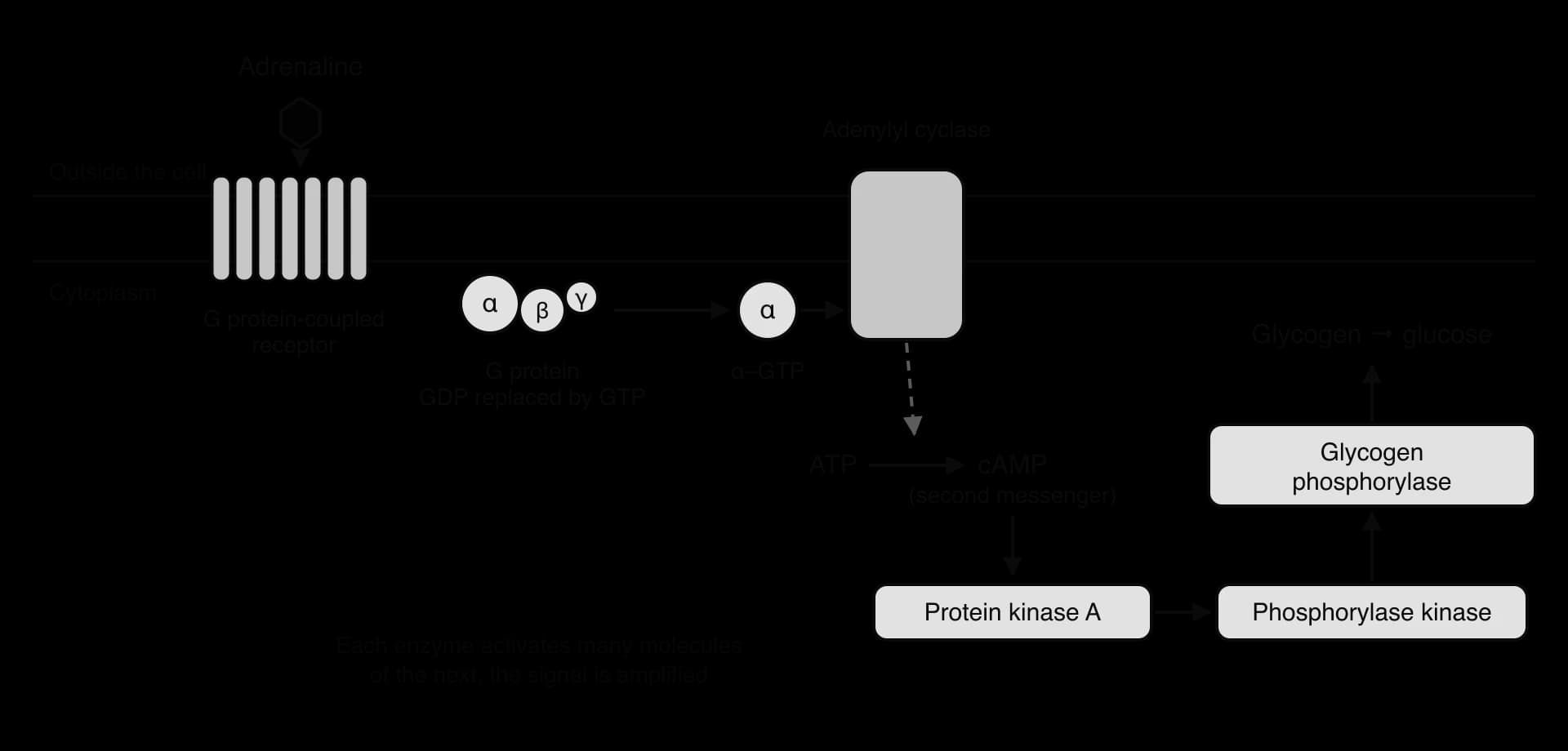 Adrenaline binds a seven-helix G protein-coupled receptor. The G protein exchanges GDP for GTP; α–GTP activates adenylyl cyclase, which converts ATP to cAMP. cAMP activates protein kinase A, then phosphorylase kinase, then glycogen phosphorylase: glycogen to glucose.